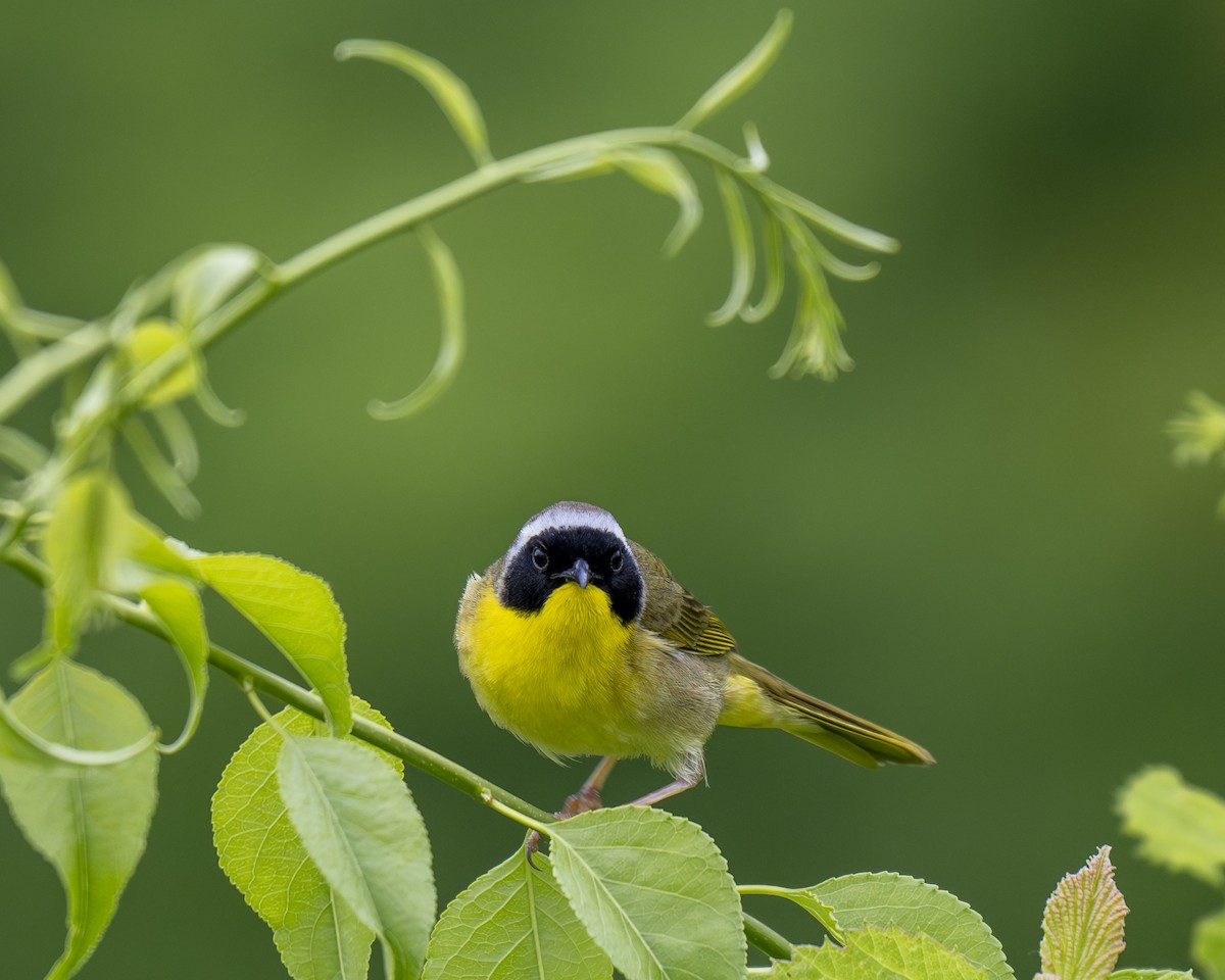 Common Yellowthroat - ML620343933