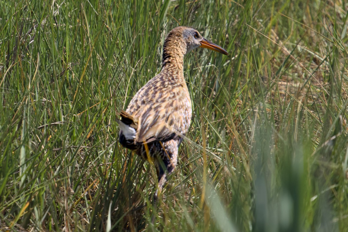 Clapper Rail - ML620343939