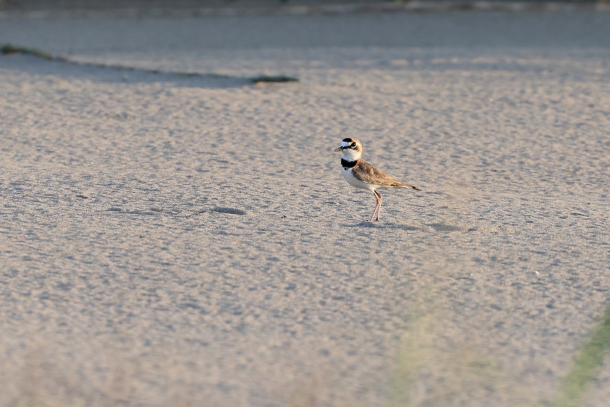 Collared Plover - ML620343940