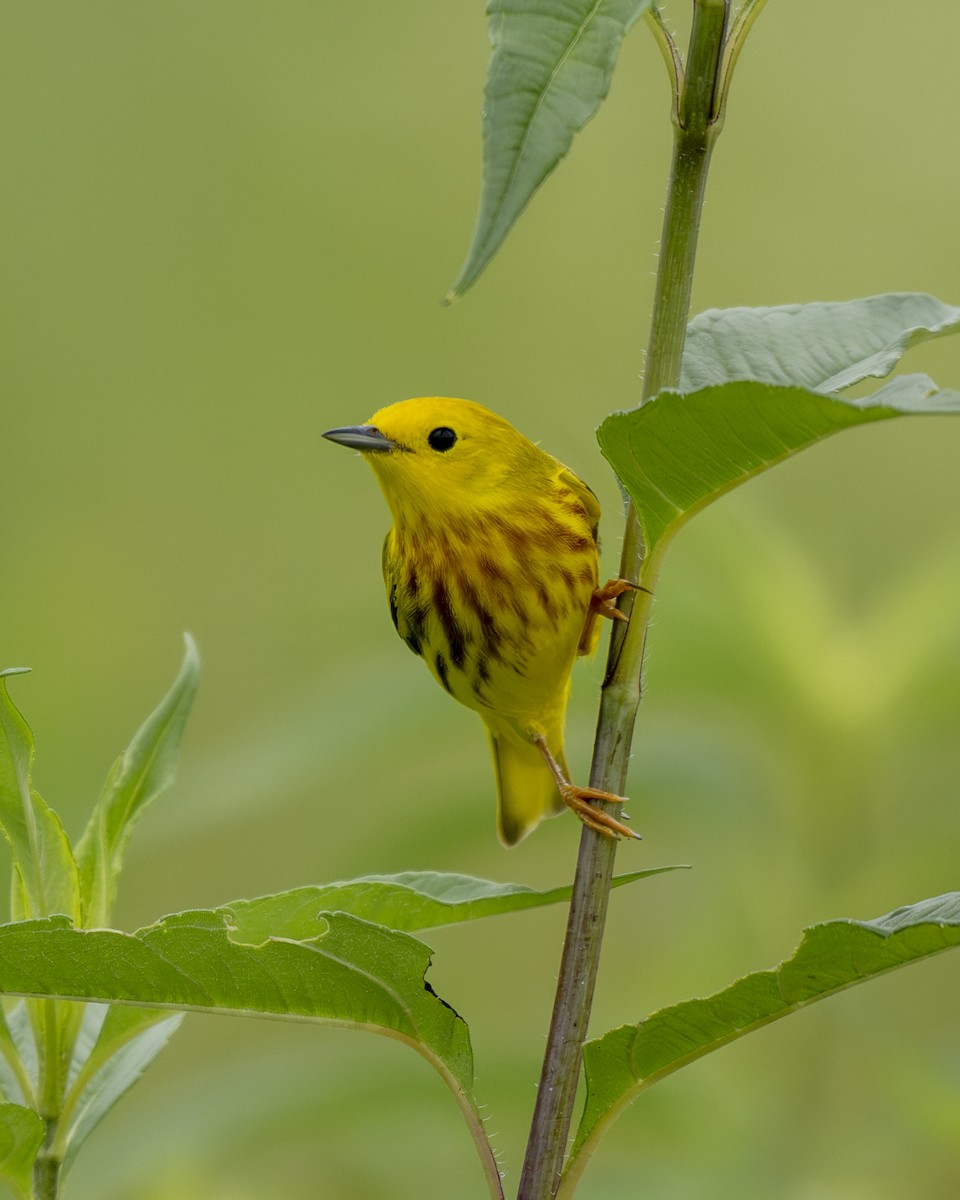 Yellow Warbler - ML620343941