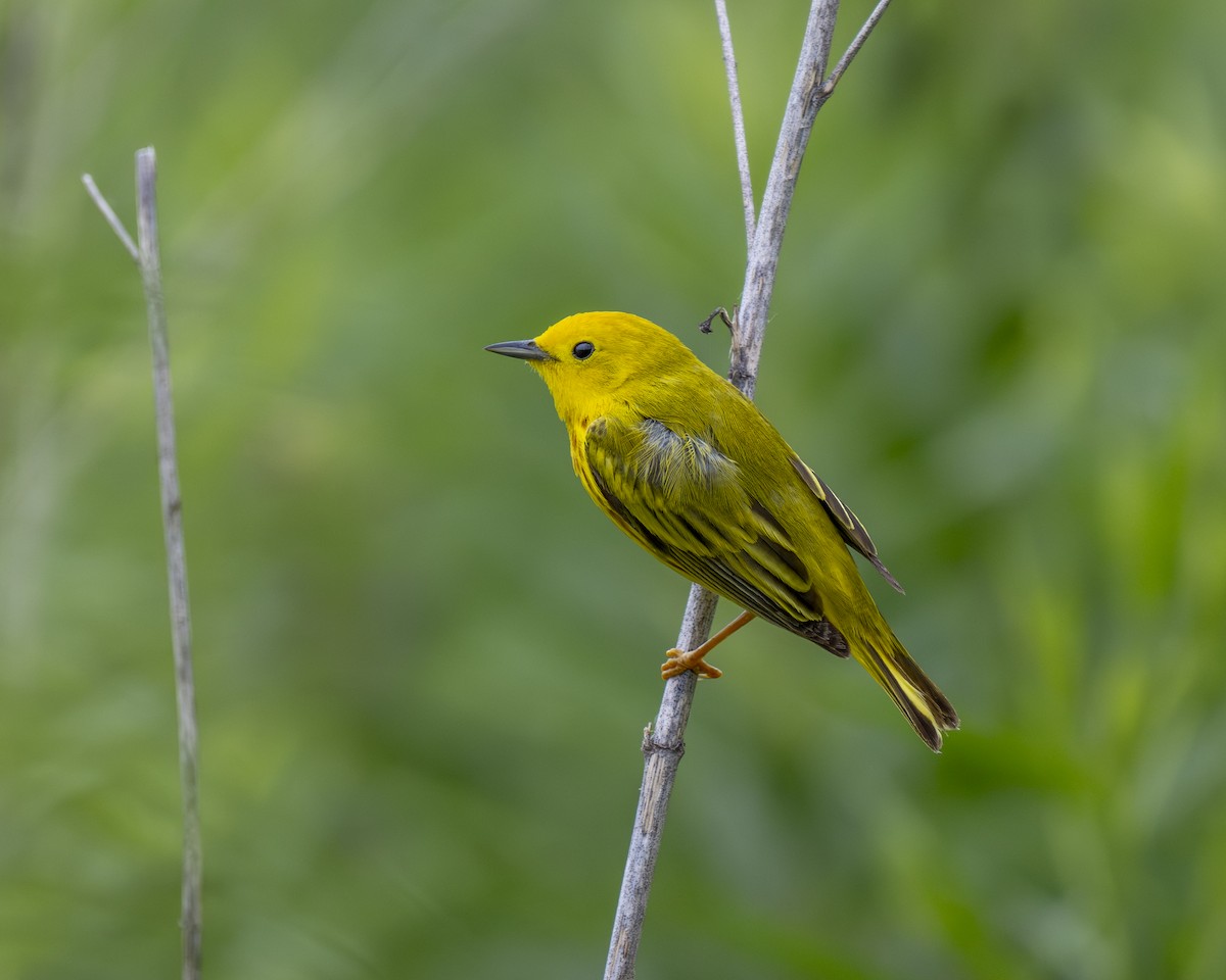 Yellow Warbler - ML620343942