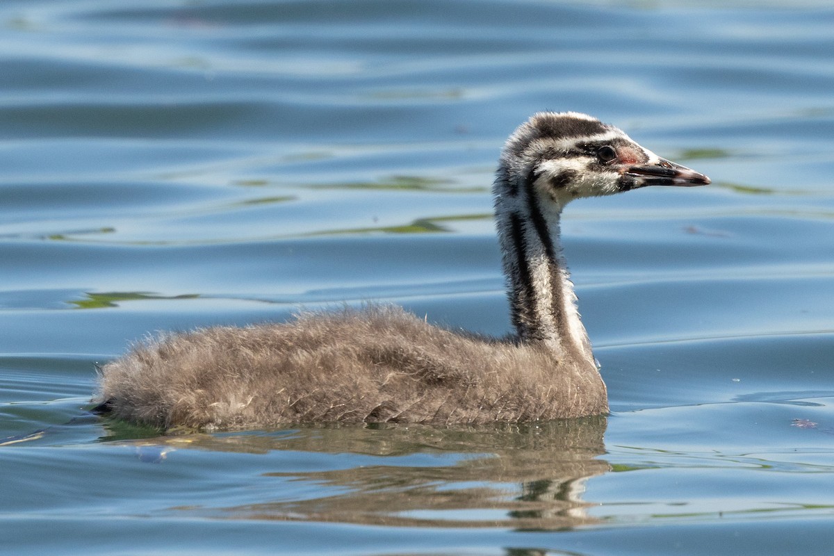 Great Crested Grebe - ML620343952