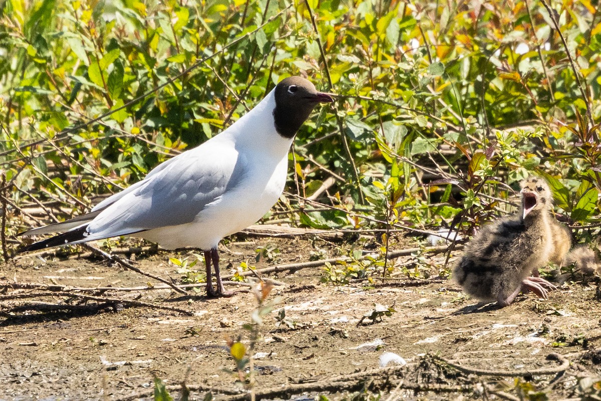 Mouette rieuse - ML620343959