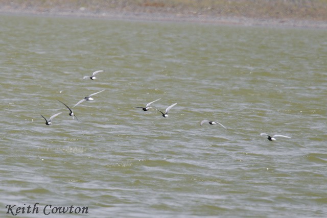 White-winged Tern - ML620343962