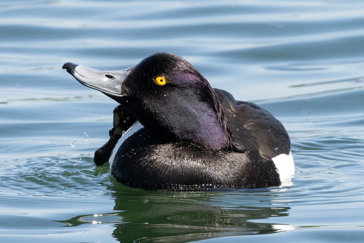 Tufted Duck - ML620343979