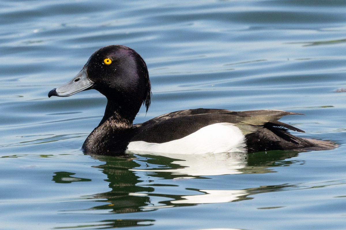 Tufted Duck - ML620343980