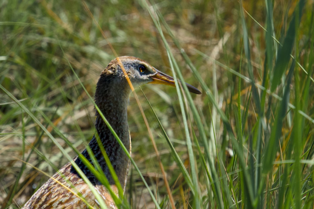 Clapper Rail - ML620343986