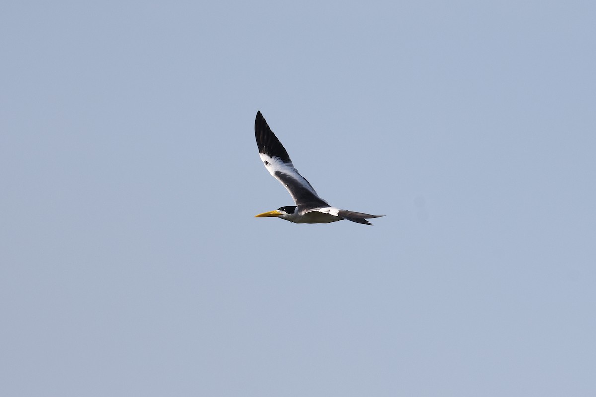 Large-billed Tern - ML620343992