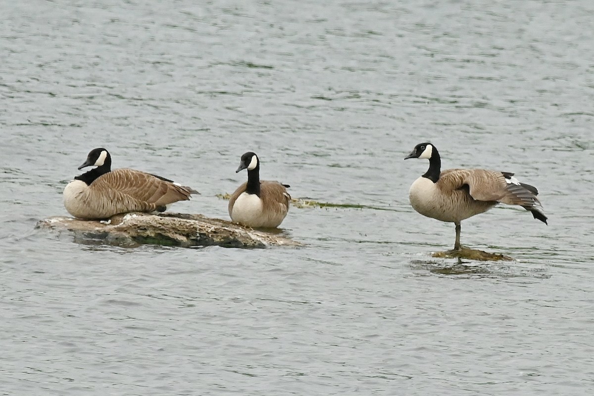 Canada Goose - ML620344001