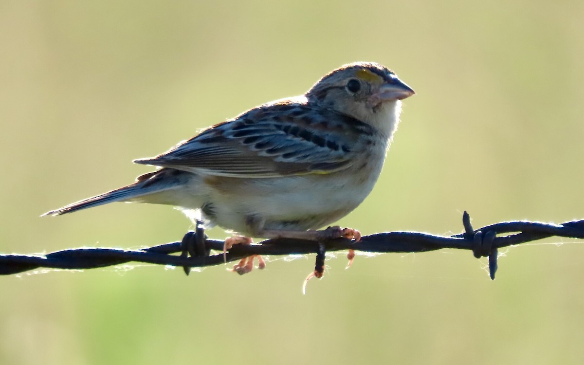 Grasshopper Sparrow - ML620344013