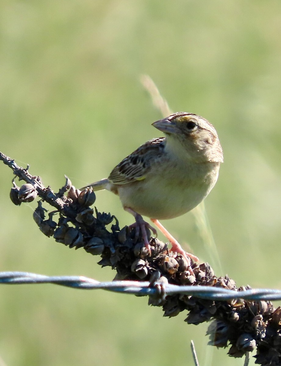 Grasshopper Sparrow - ML620344014