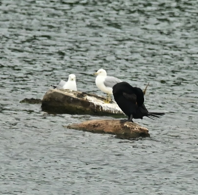 Ring-billed Gull - ML620344017