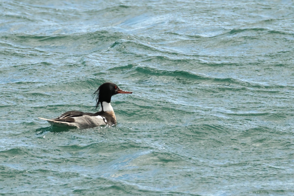 Red-breasted Merganser - ML620344018