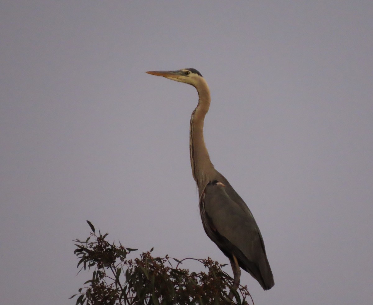 Great Blue Heron - ML620344024