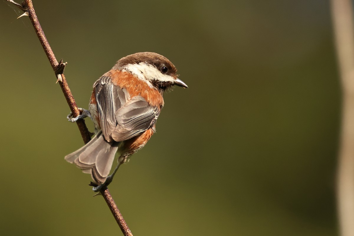 Mésange à dos marron - ML620344028