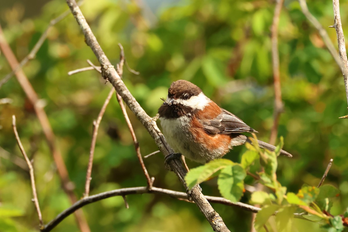 Chestnut-backed Chickadee - ML620344030