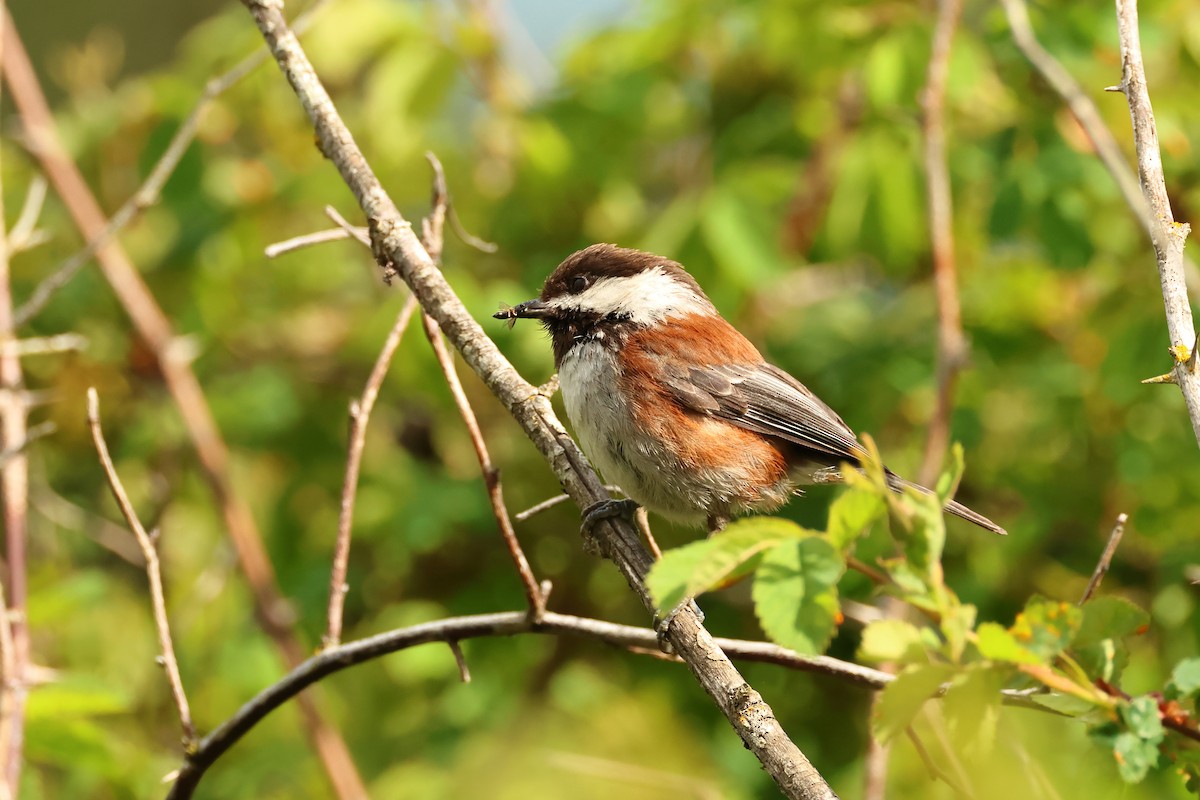 Chestnut-backed Chickadee - ML620344031