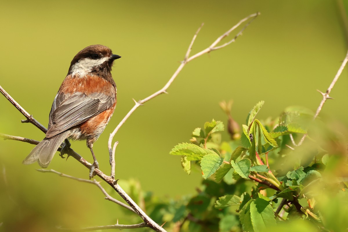 Chestnut-backed Chickadee - ML620344032