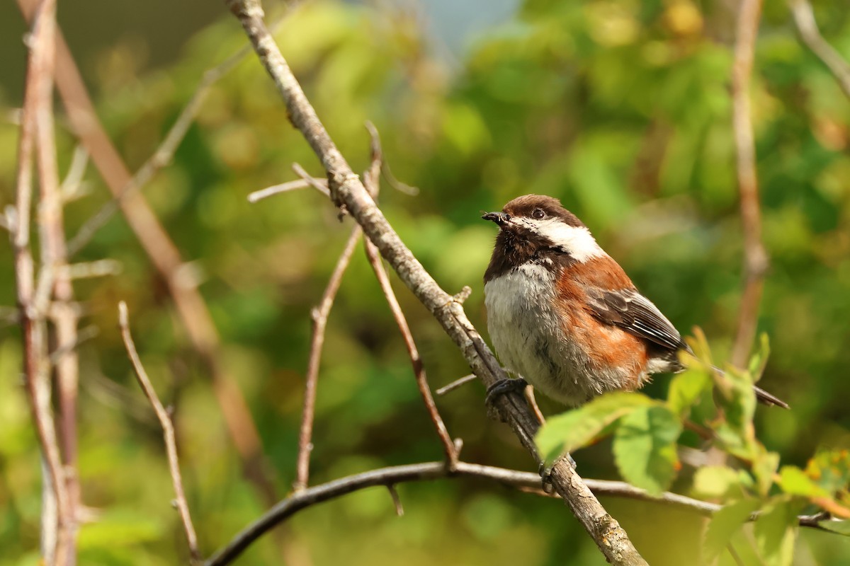 Chestnut-backed Chickadee - ML620344033