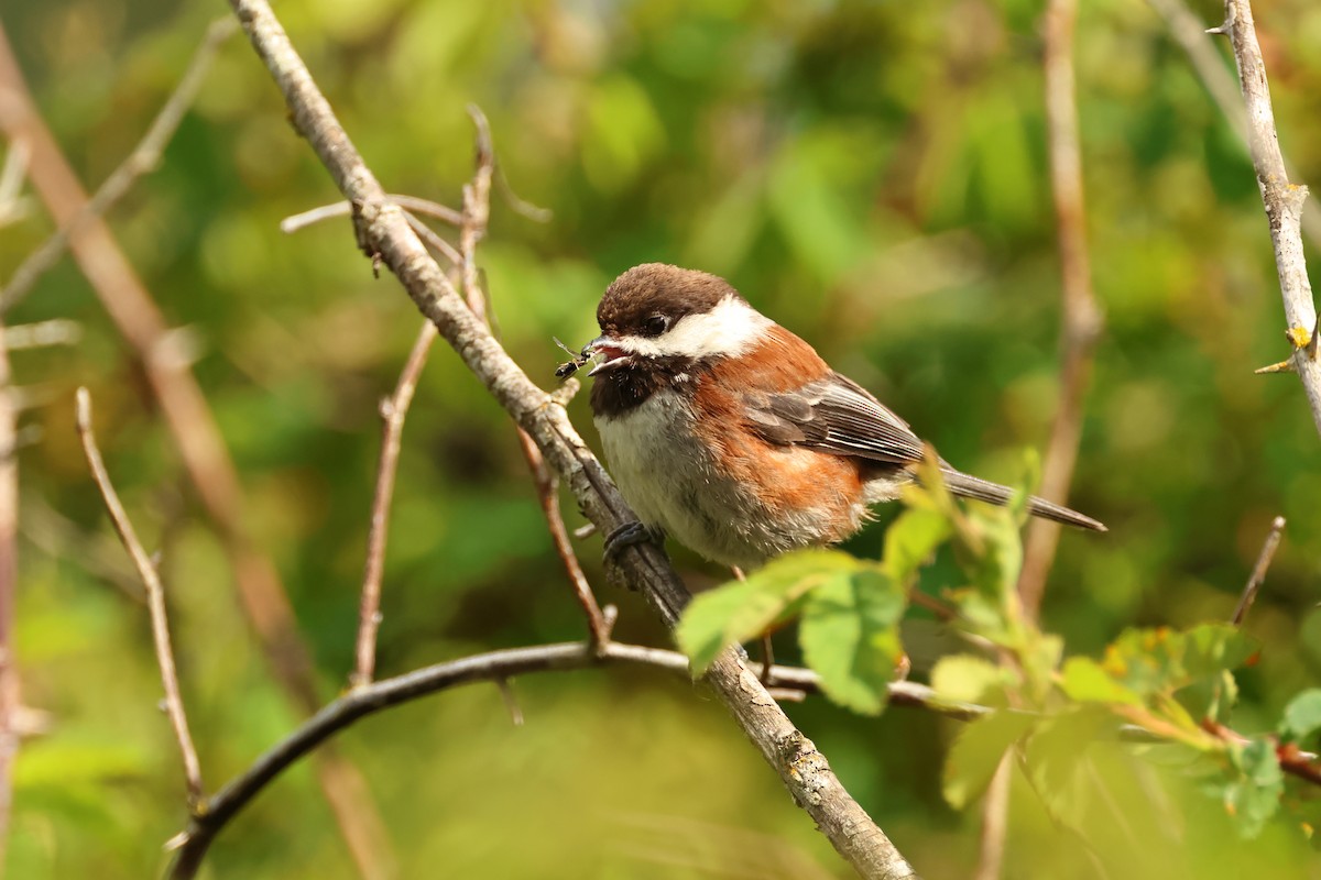 Chestnut-backed Chickadee - ML620344034