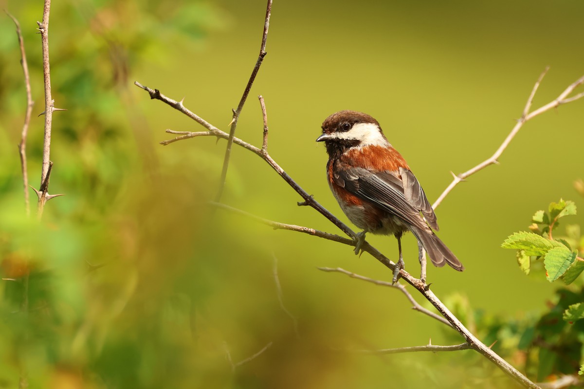 Chestnut-backed Chickadee - ML620344036