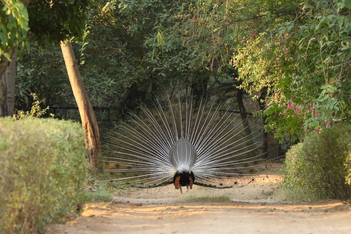Indian Peafowl - ML620344045