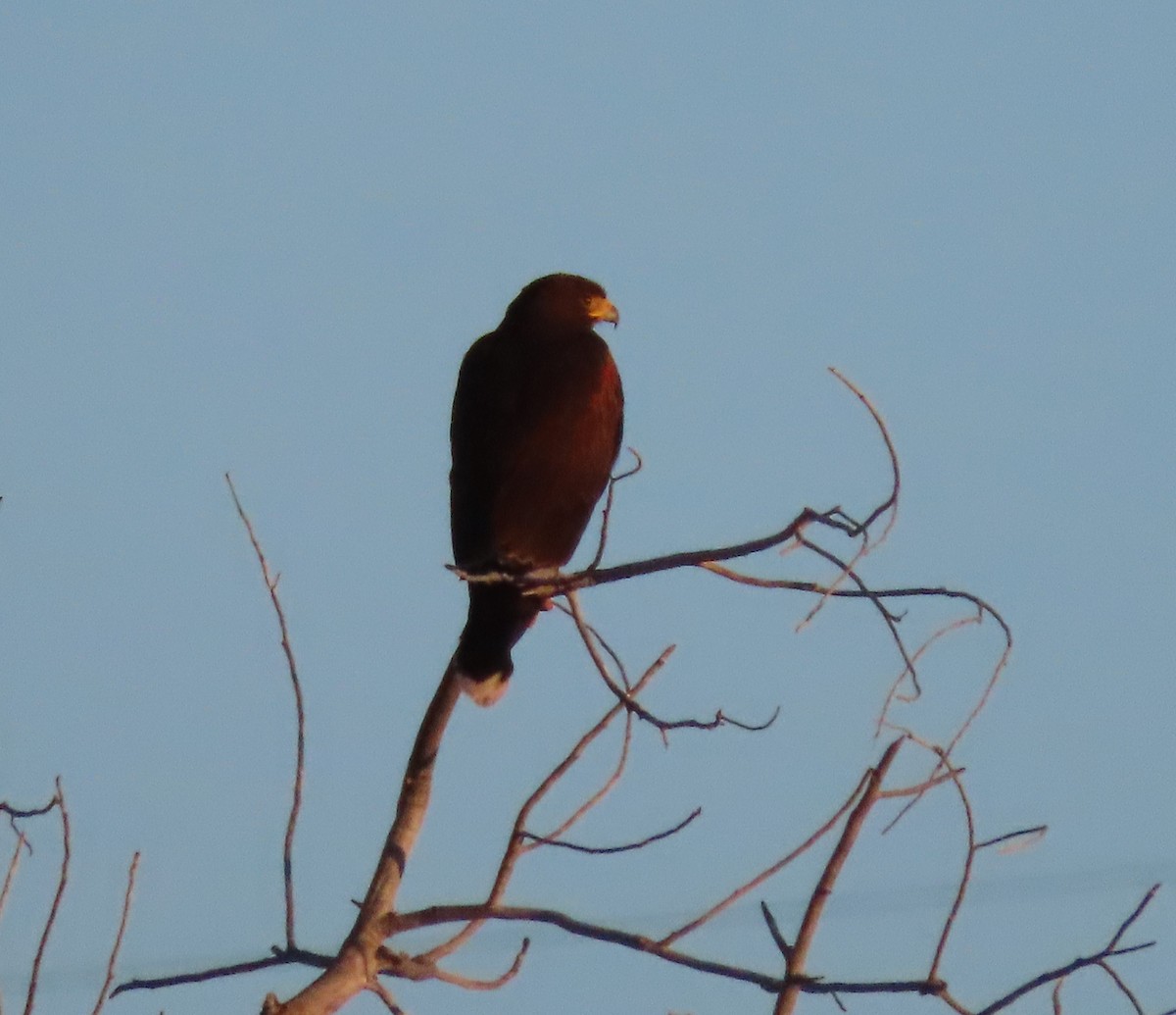 Harris's Hawk - ML620344051