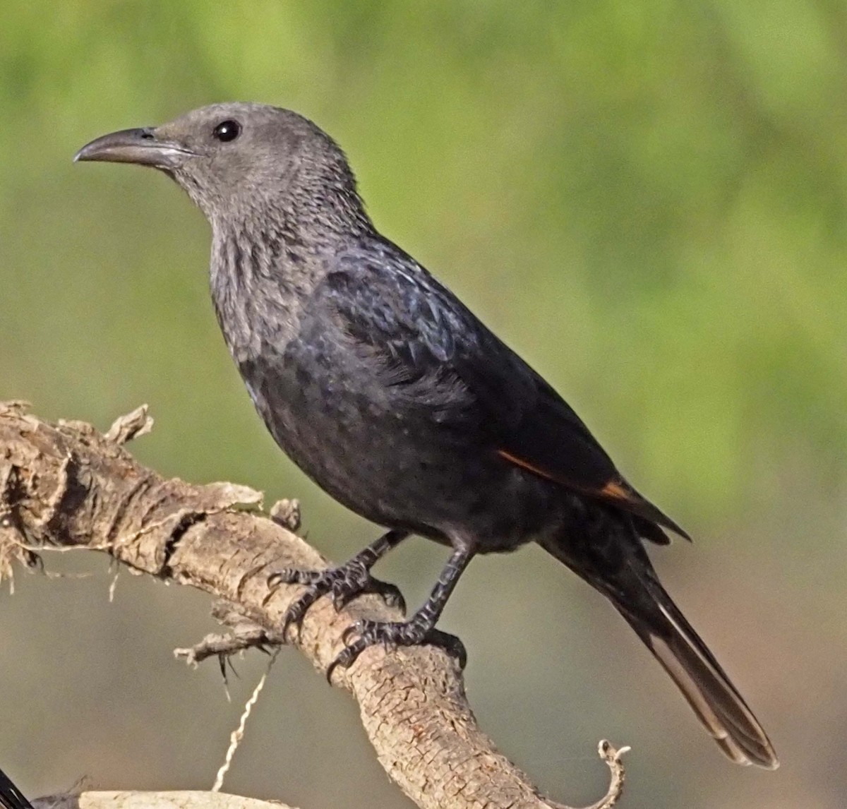 Tristram's Starling - ML620344078