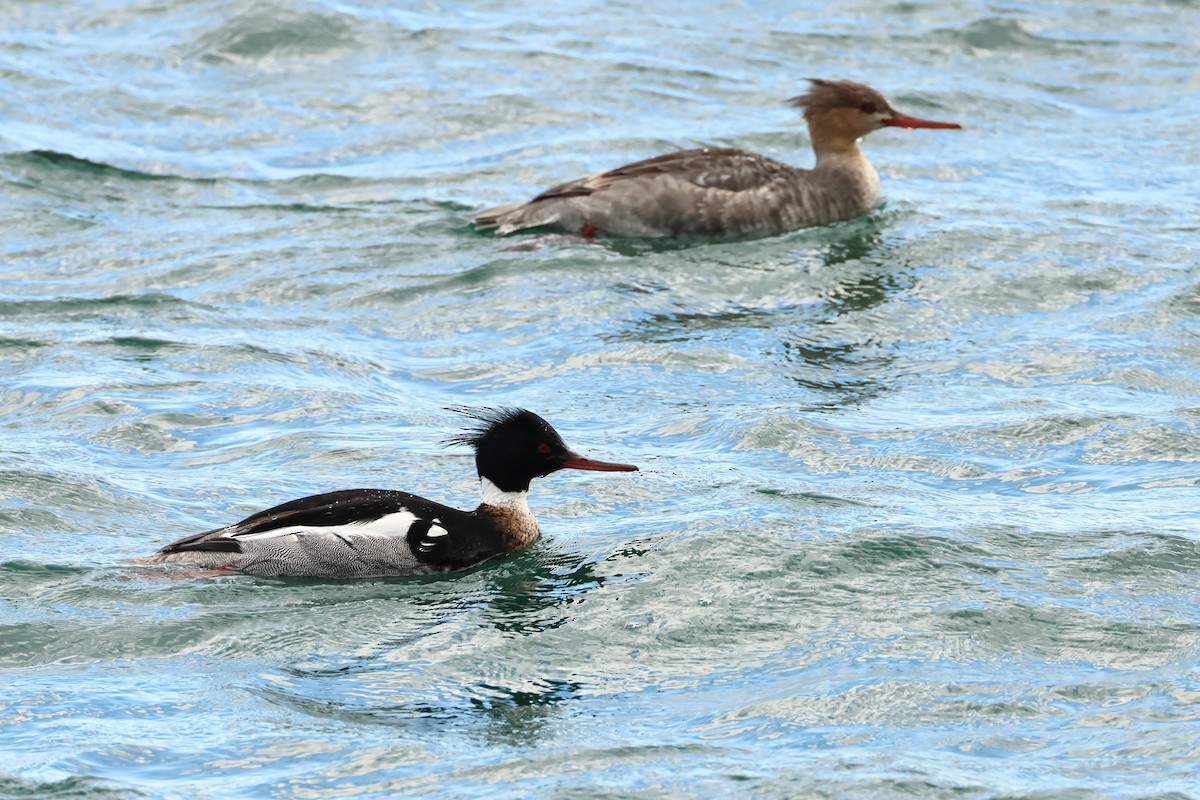 Red-breasted Merganser - ML620344085