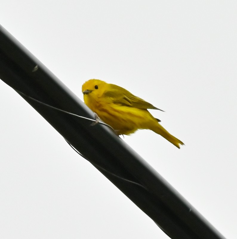 Yellow Warbler - ML620344097
