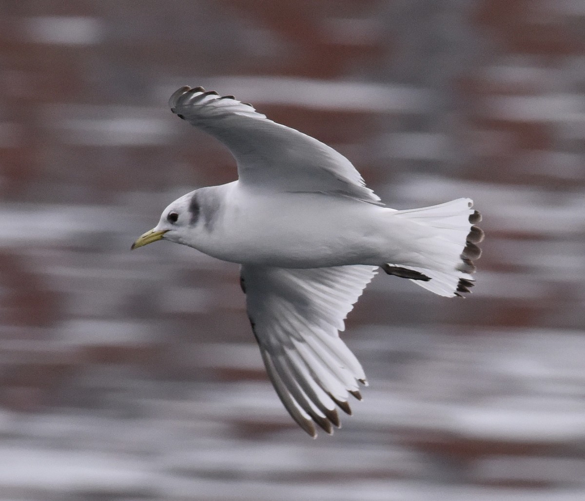 Gaviota Tridáctila - ML620344102