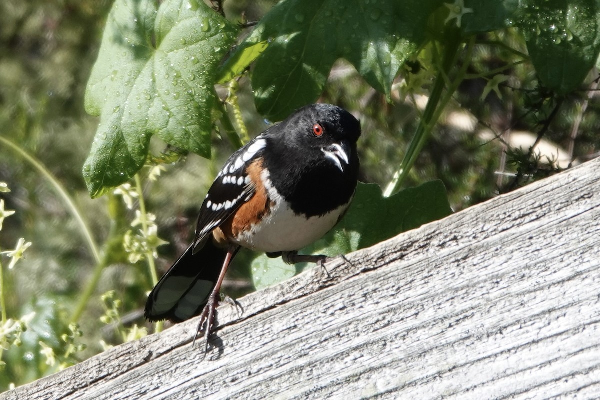Spotted Towhee - ML620344121