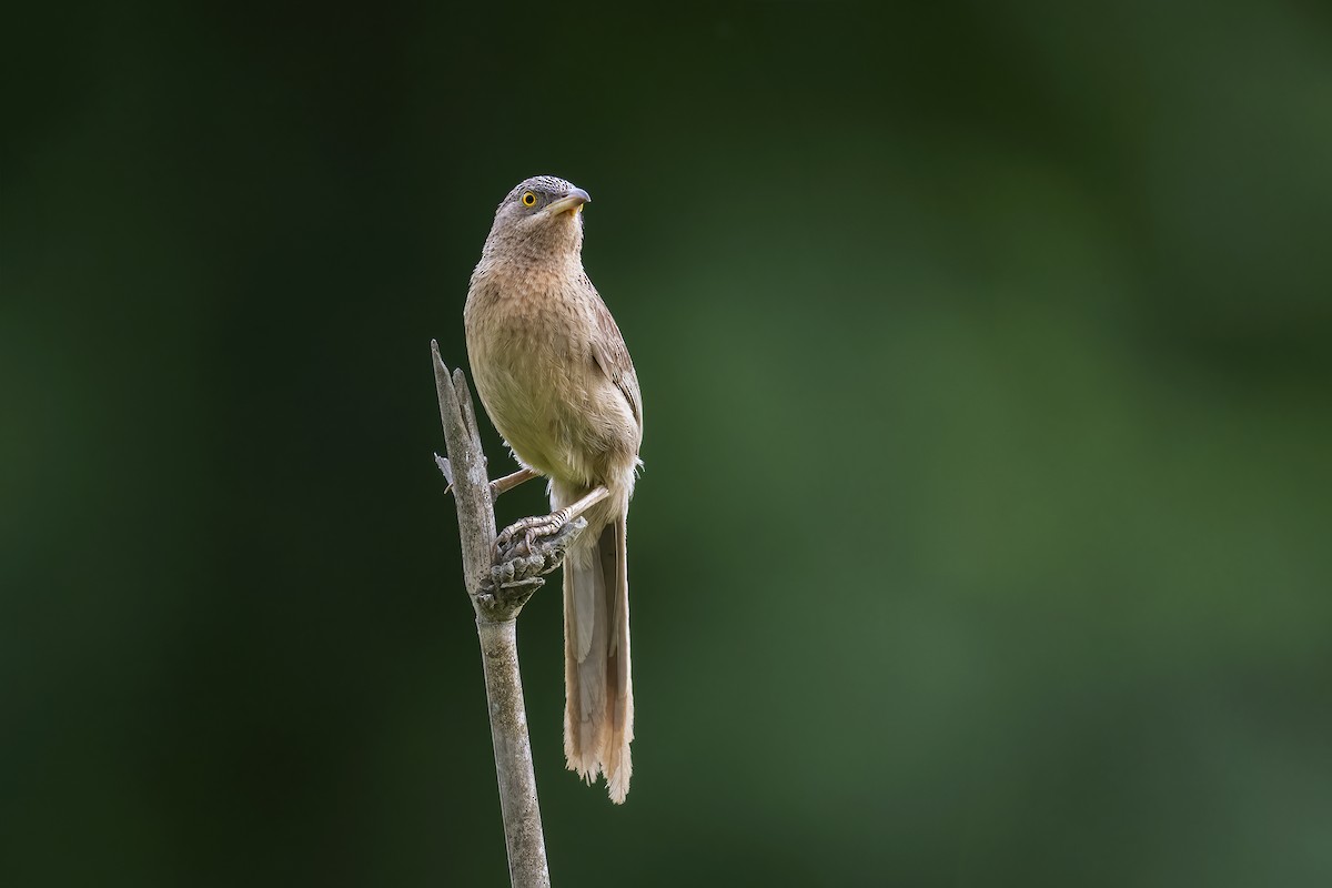 Striated Babbler - ML620344125