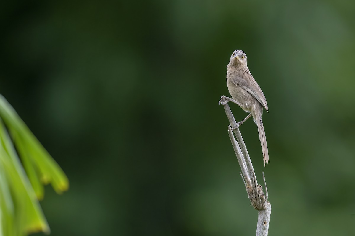 Striated Babbler - ML620344126