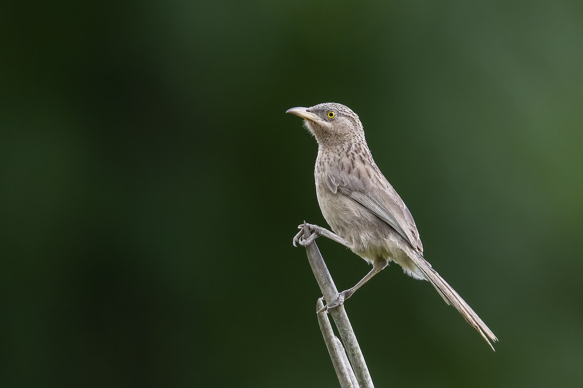 Striated Babbler - Parthasarathi Chakrabarti