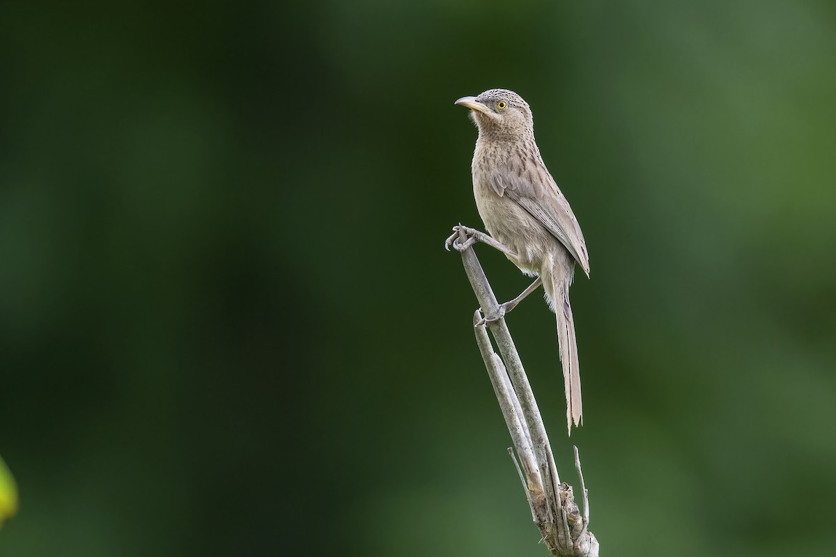 Striated Babbler - ML620344128