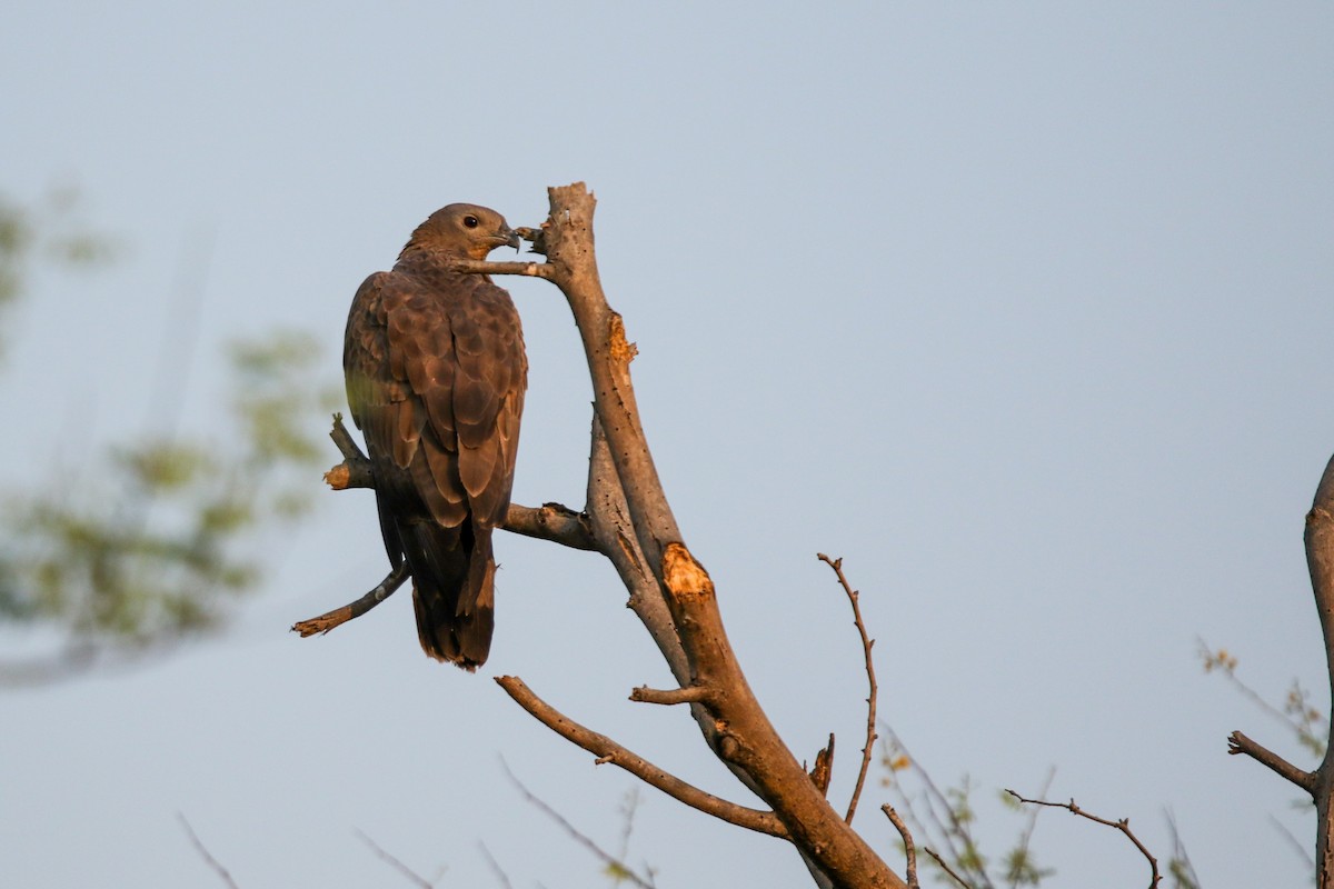 Oriental Honey-buzzard - ML620344156