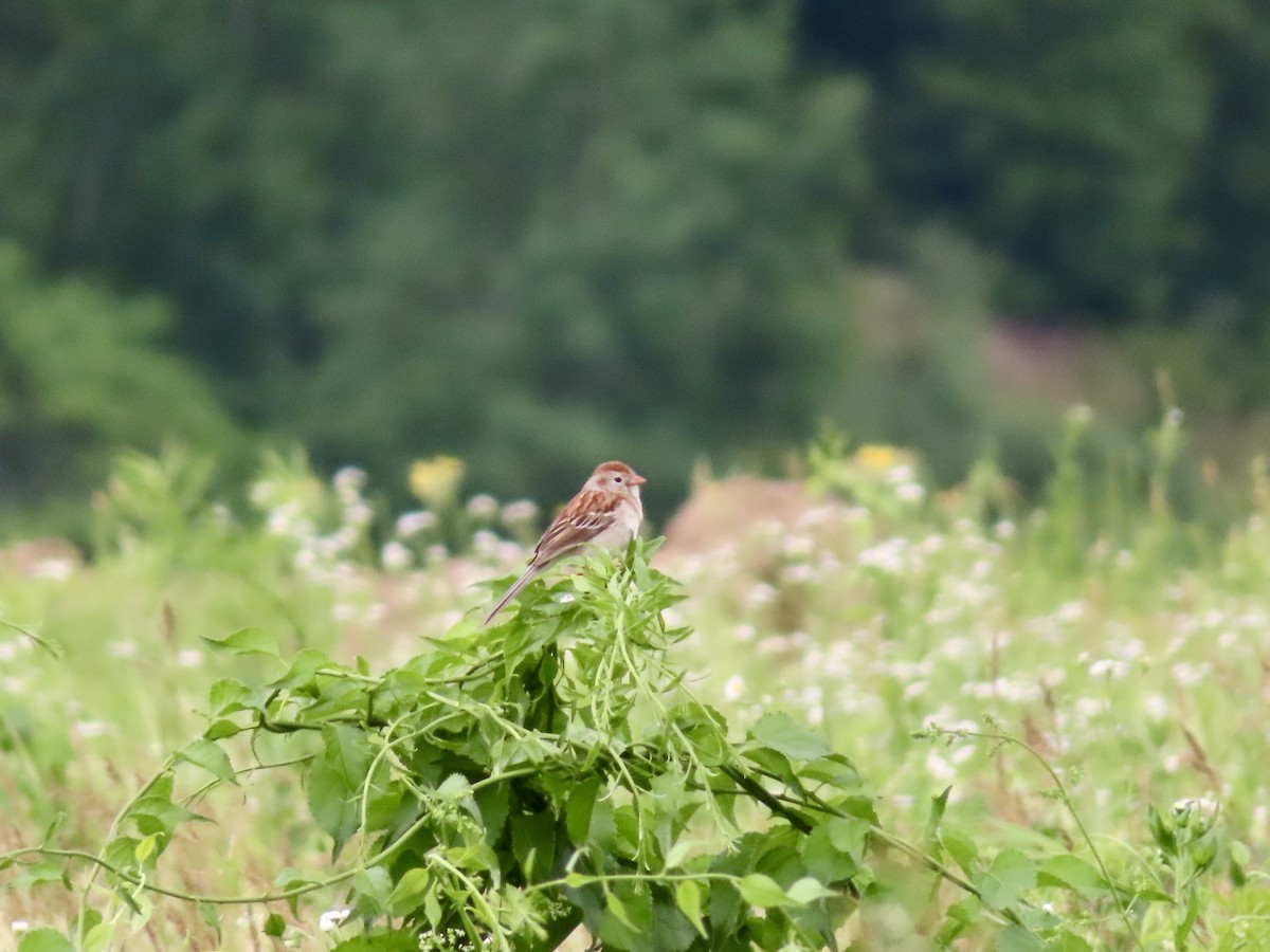 Field Sparrow - ML620344159