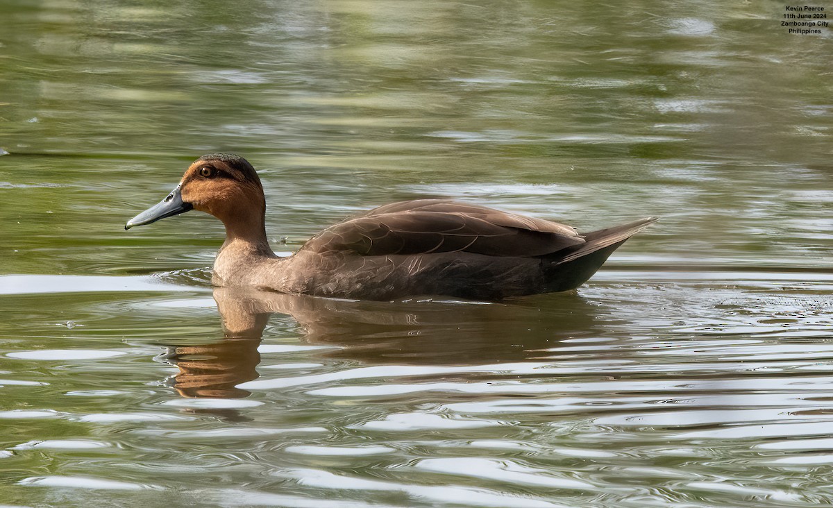 Philippine Duck - ML620344167