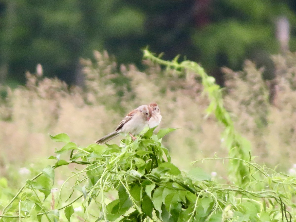 Field Sparrow - ML620344174