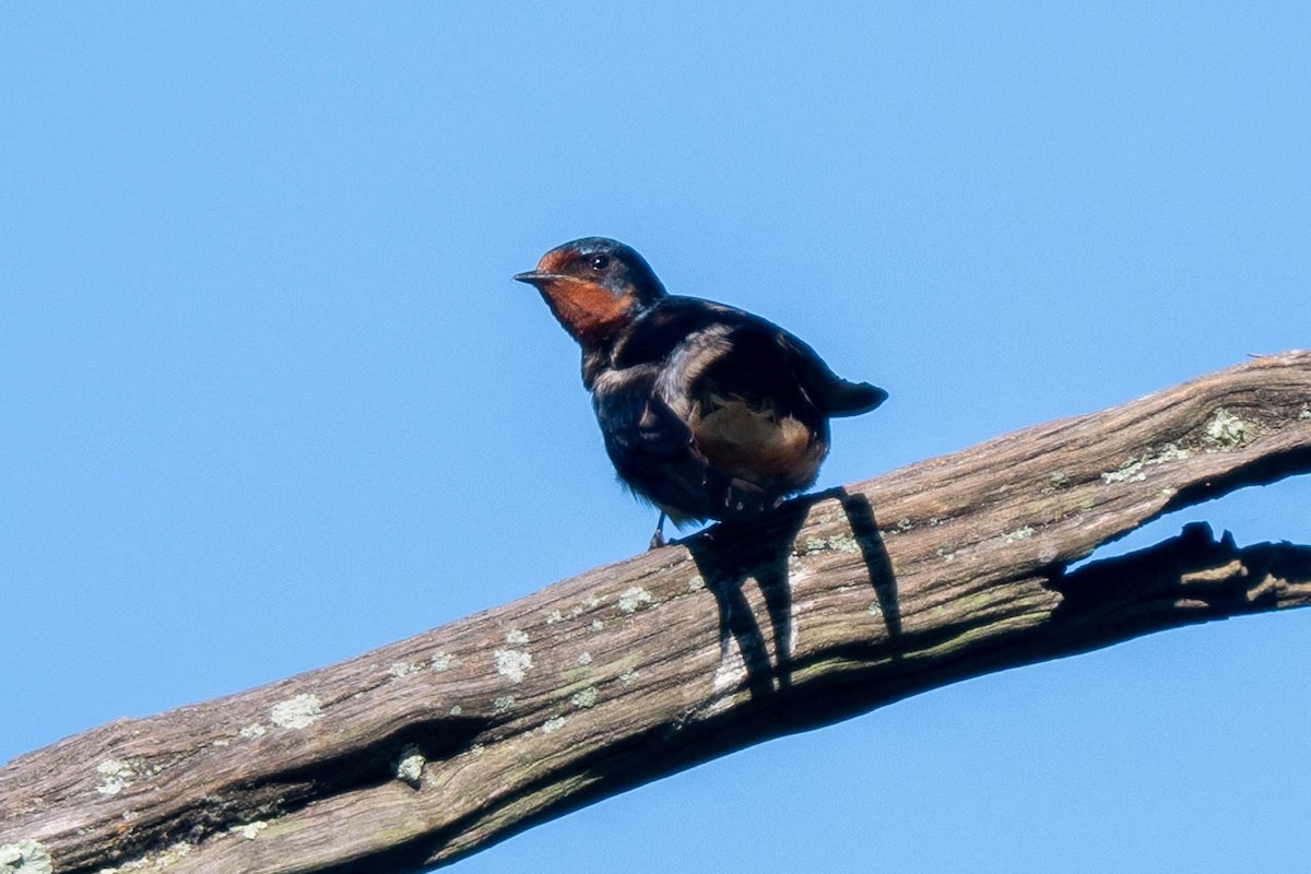 Barn Swallow - ML620344235