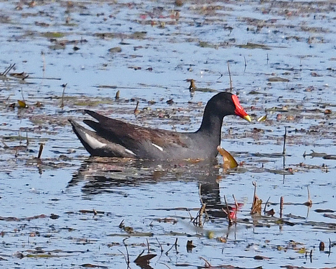 Common Gallinule - ML620344239