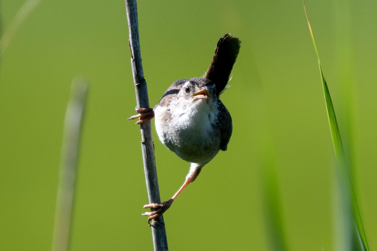 Marsh Wren (palustris Group) - Ted Kavanagh