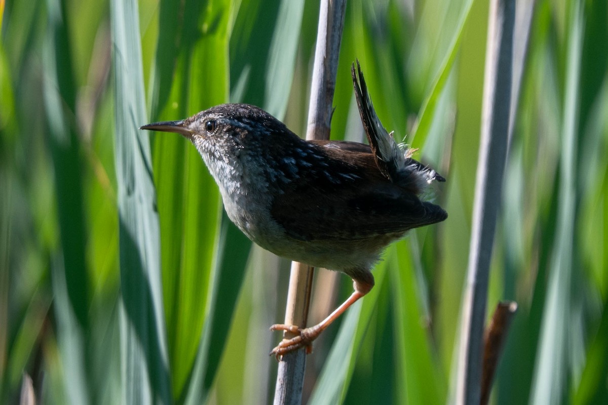 Marsh Wren (palustris Group) - ML620344255