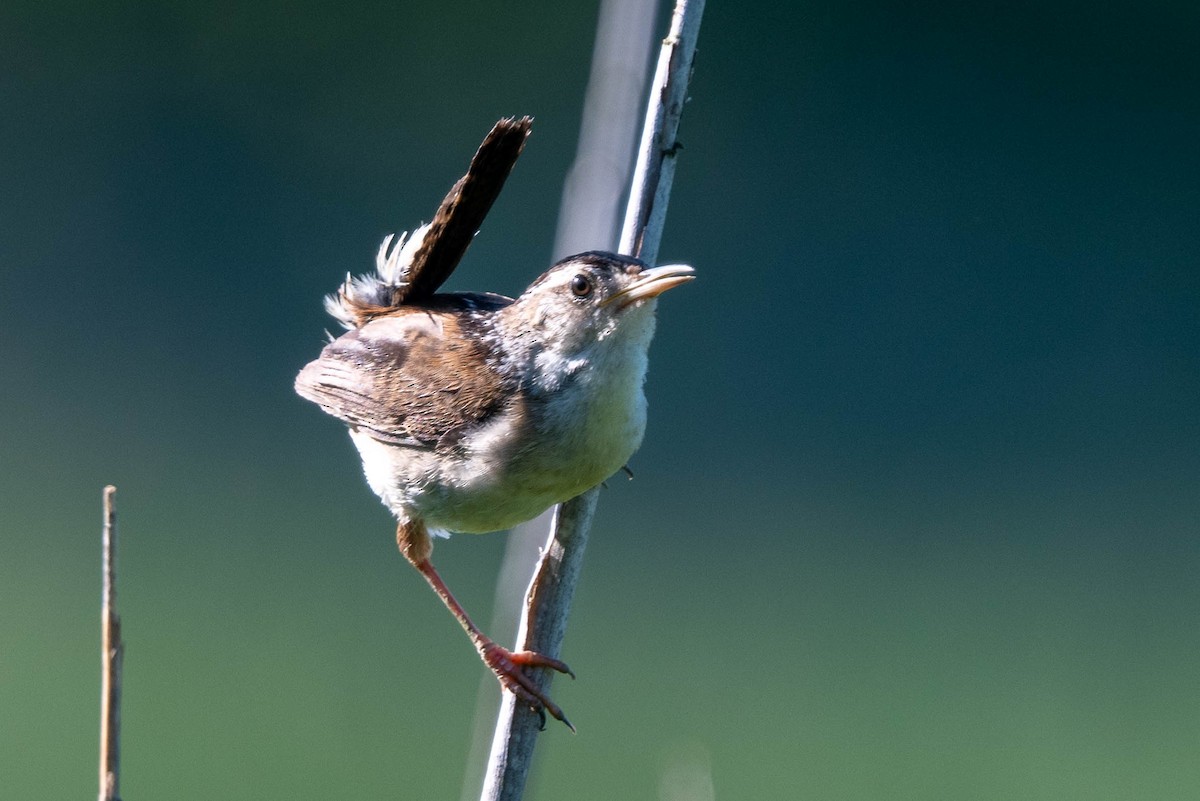 Marsh Wren (palustris Group) - ML620344256