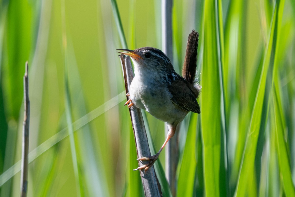 Marsh Wren (palustris Group) - ML620344257