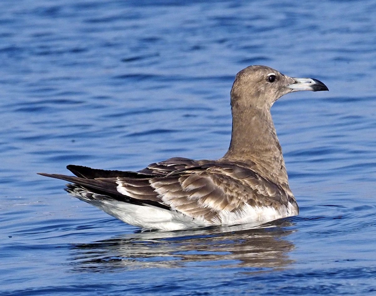 Gaviota Cejiblanca - ML620344264