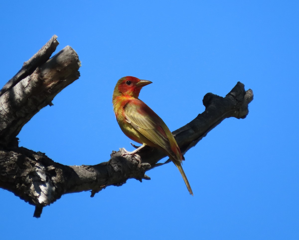 Summer Tanager - ML620344267