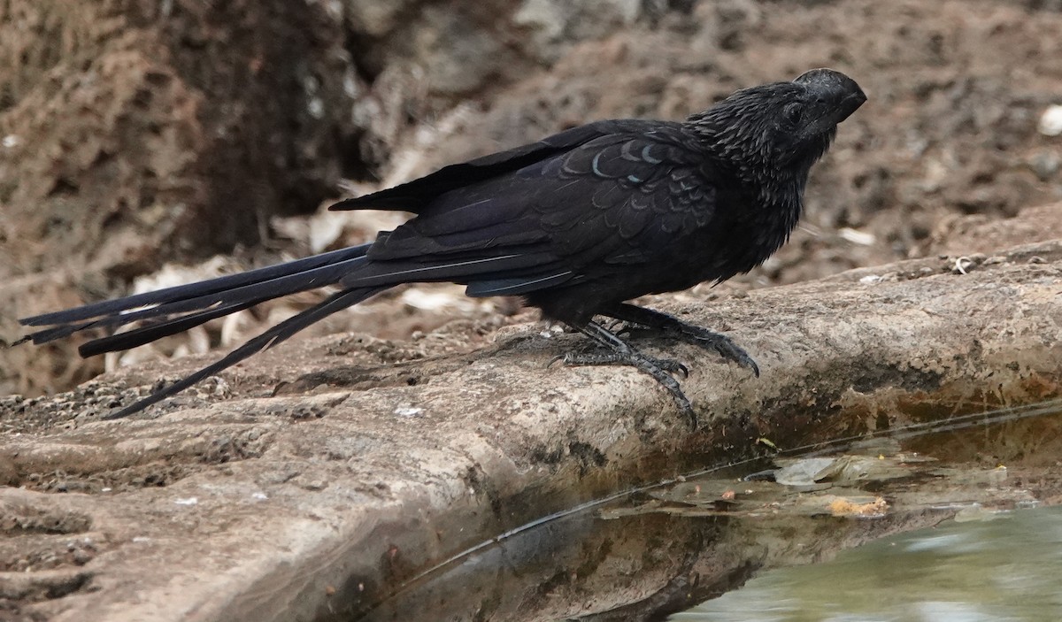 Smooth-billed Ani - ML620344272