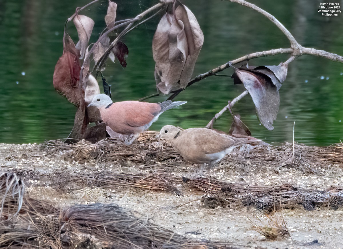 Red Collared-Dove - ML620344273